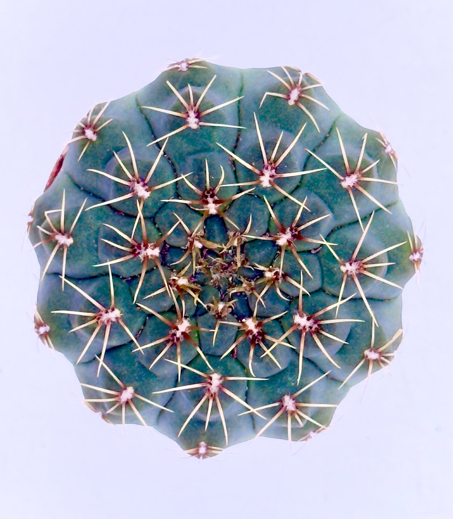 Gymnocalycium quehlianum - Il Fascino delle Geometrie Disegnate (Vaso 5,5 cm) 🌵🌸