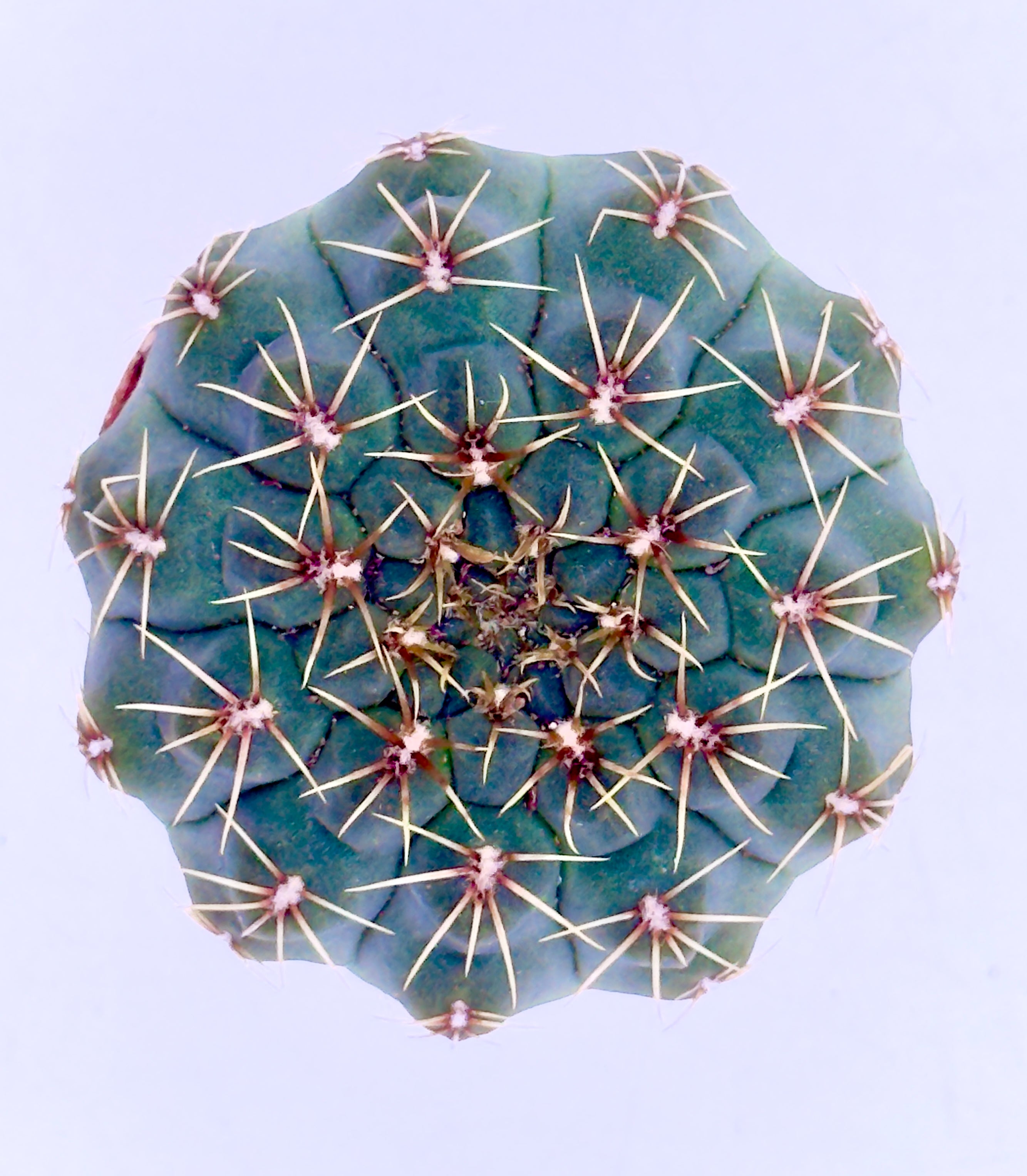 Gymnocalycium quehlianum - Il Fascino delle Geometrie Disegnate (Vaso 5,5 cm) 🌵🌸