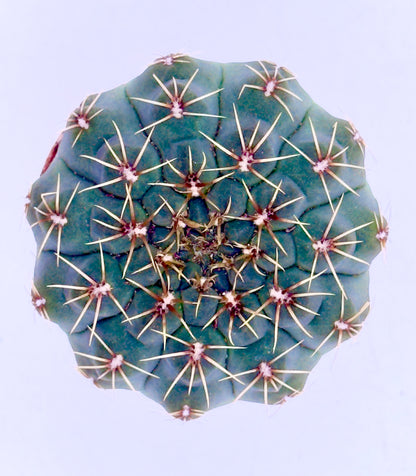Gymnocalycium quehlianum - Il Fascino delle Geometrie Disegnate (Vaso 5,5 cm) 🌵🌸