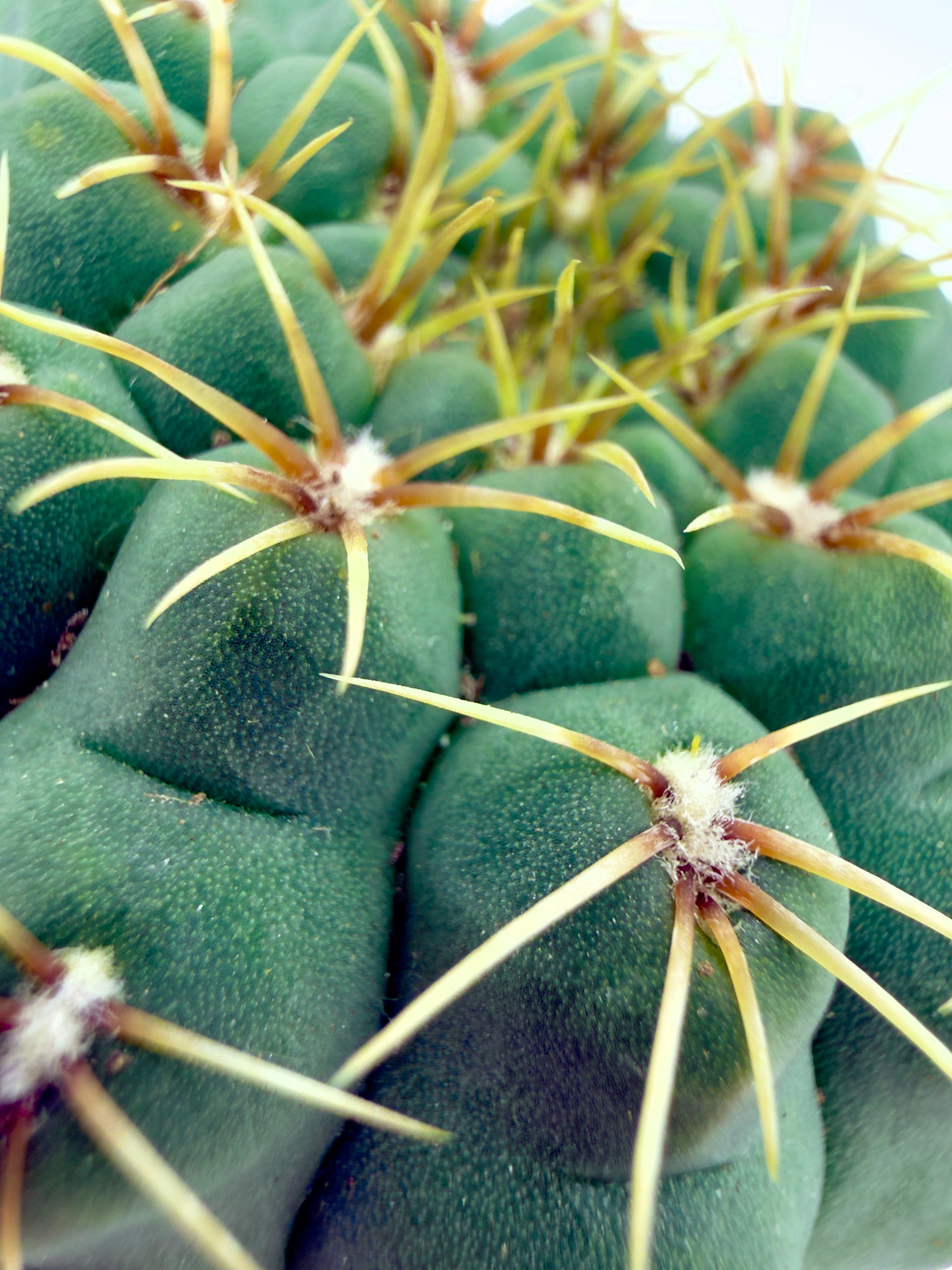 Gymnocalycium quehlianum - Il Fascino delle Geometrie Disegnate (Vaso 5,5 cm) 🌵🌸