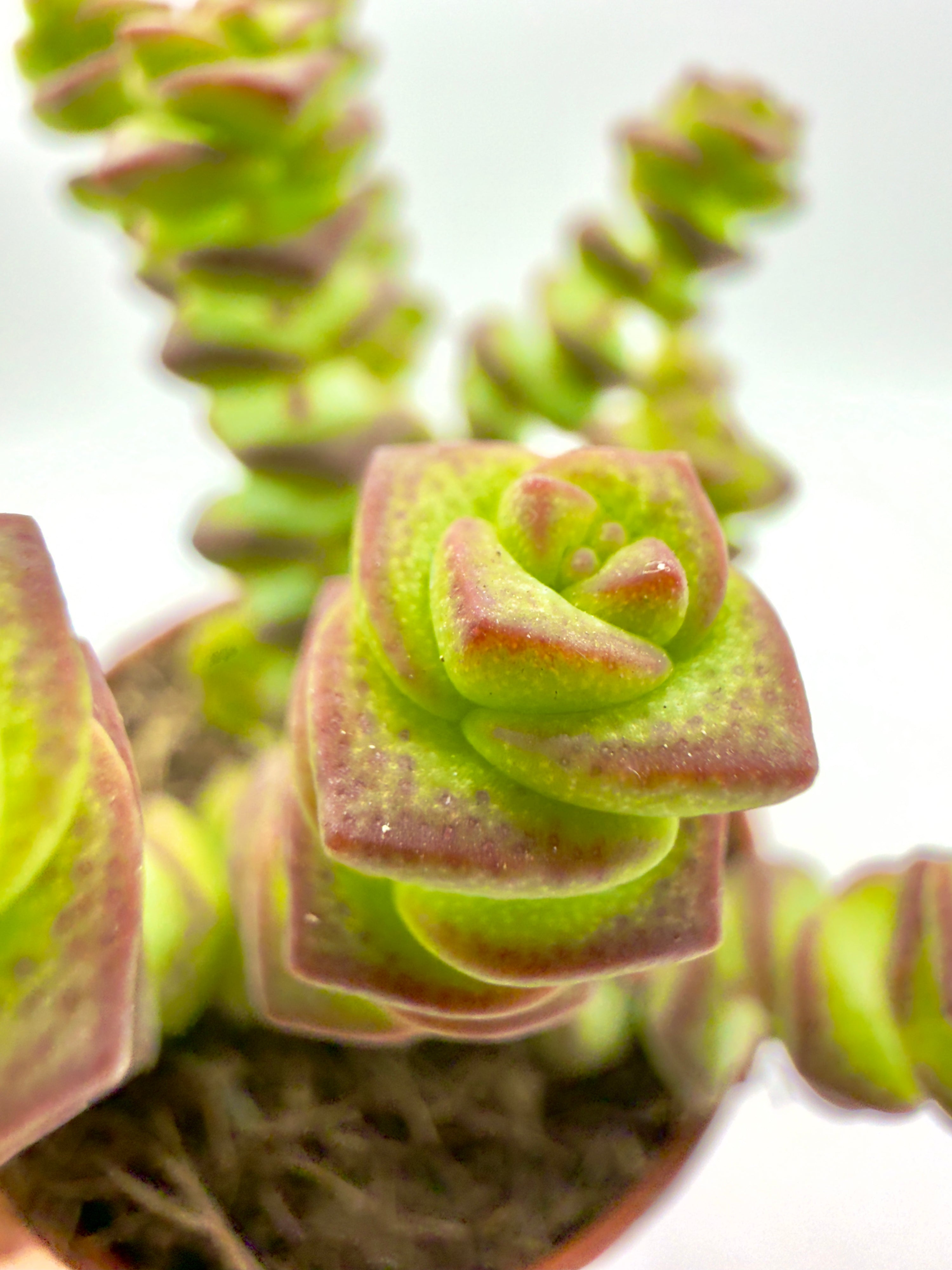 Crassula &