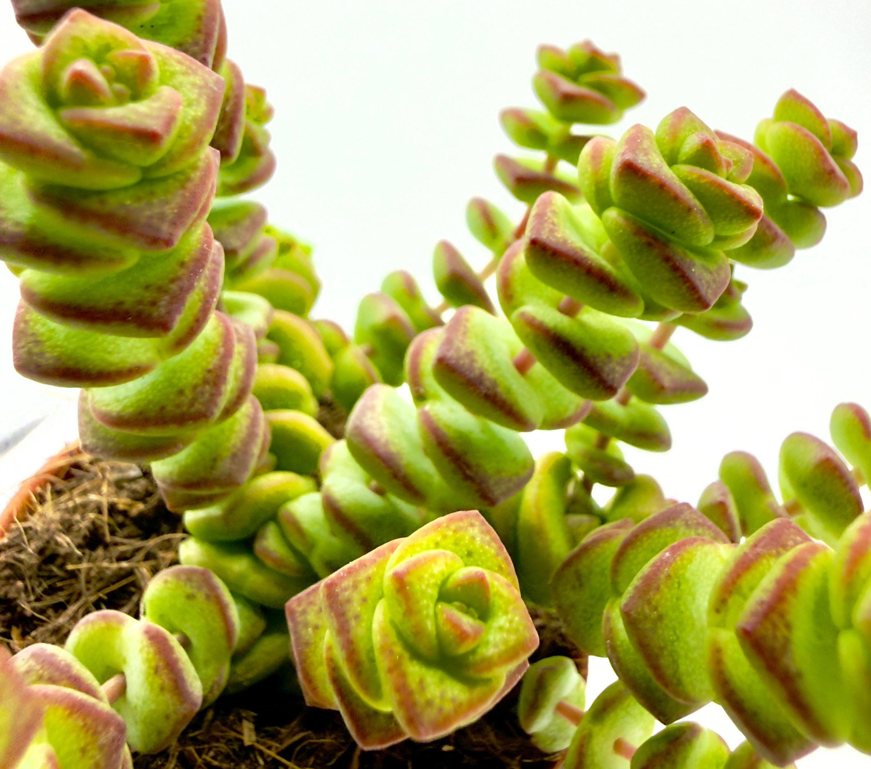 Crassula &