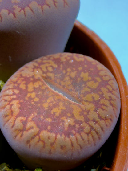 Lithops sp. - I Sassi Viventi della Natura (Vaso 5,5 cm) 🌵🪨
