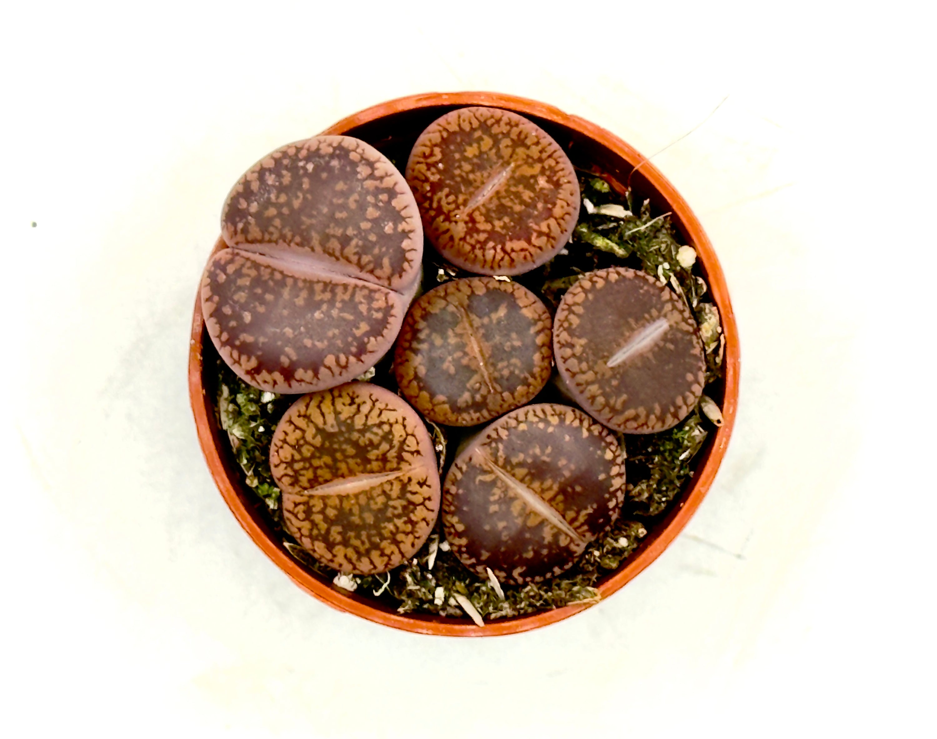 Lithops sp. - I Sassi Viventi della Natura (Vaso 5,5 cm) 🌵🪨
