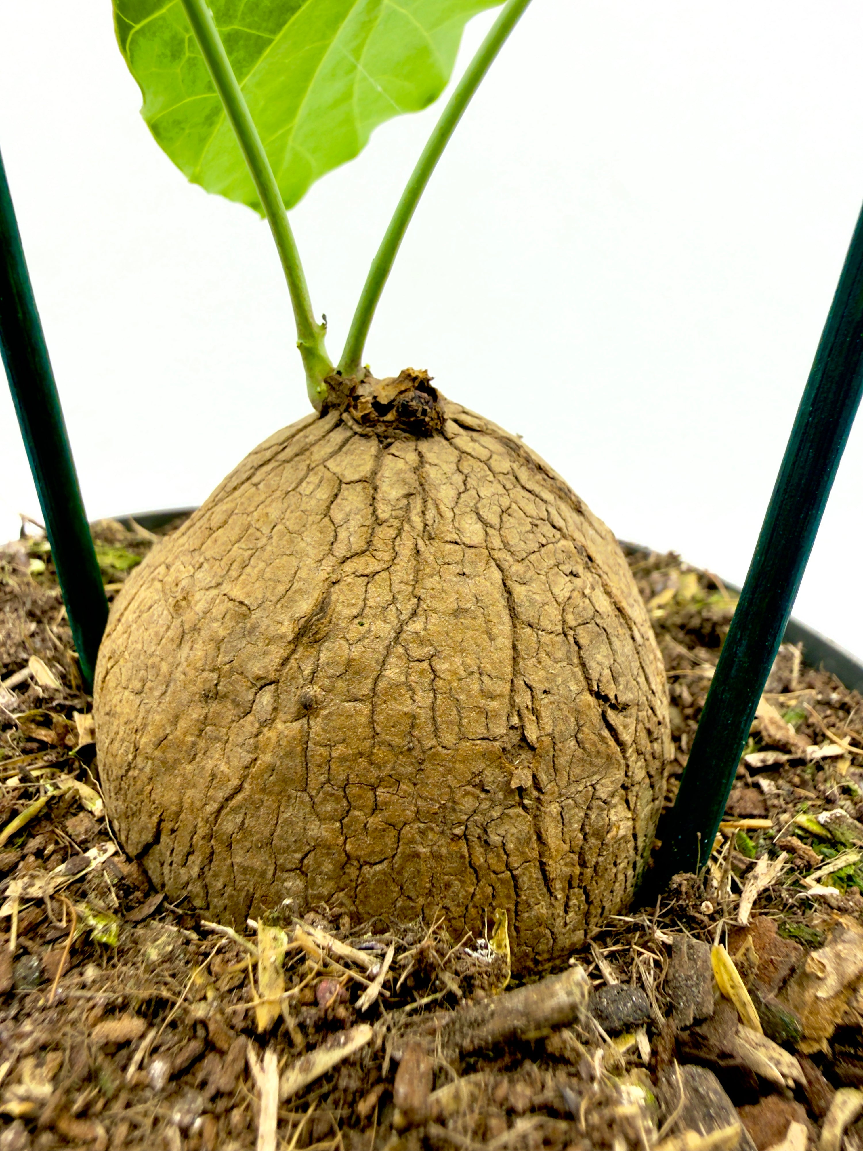 Stephania erecta pierrei - Il Fascino del Bulbo Antico (Vaso 12 cm) 🍃✨