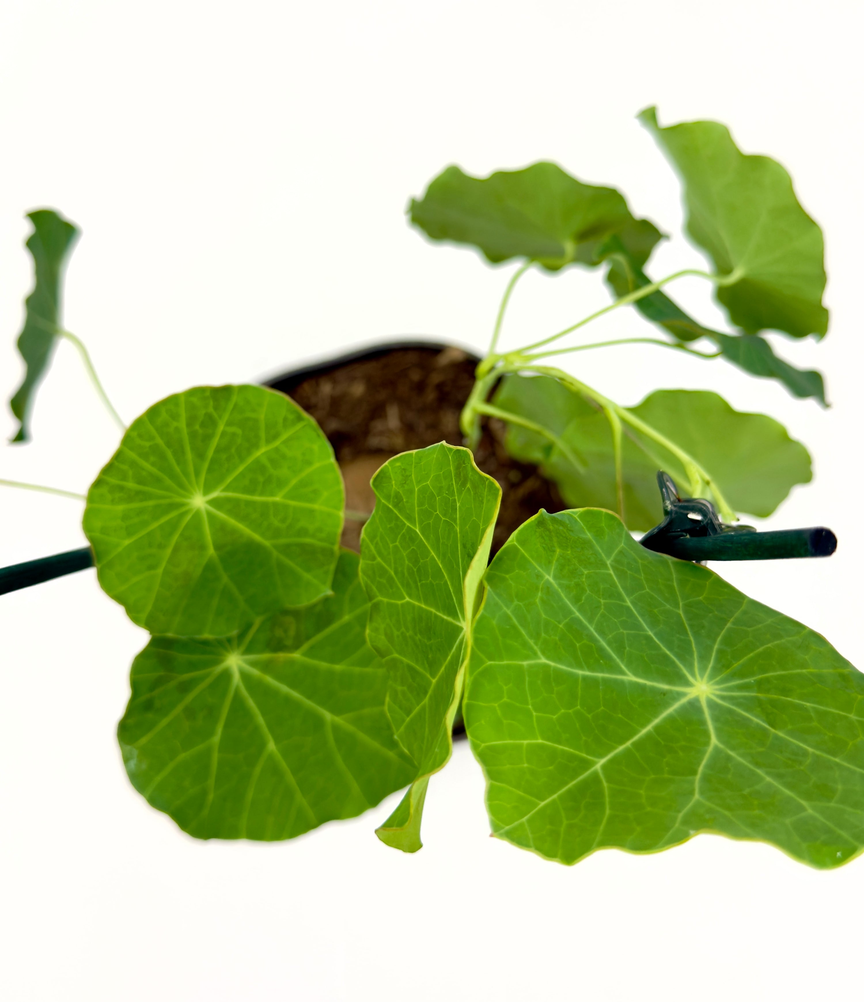 Stephania erecta pierrei - Il Fascino del Bulbo Antico (Vaso 12 cm) 🍃✨