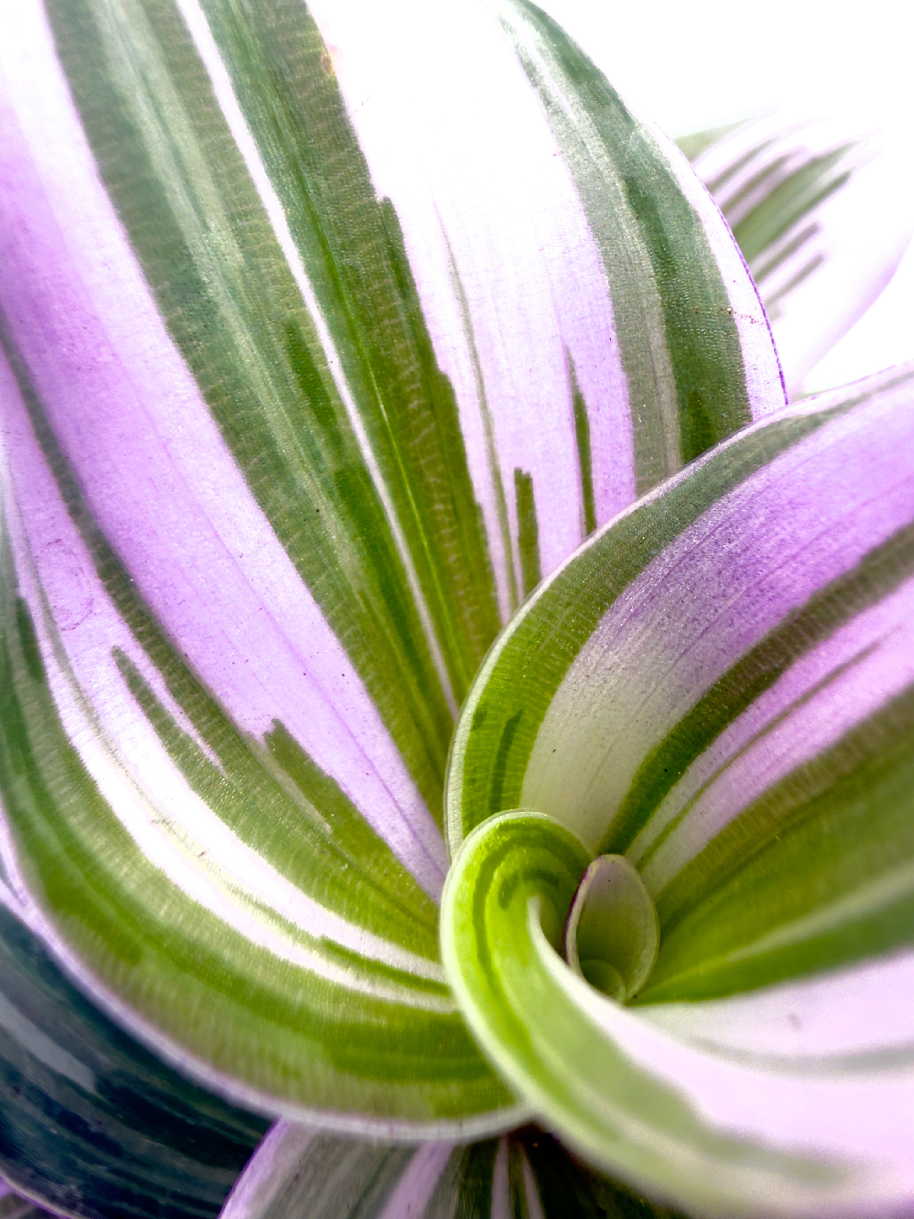 Tradescantia &