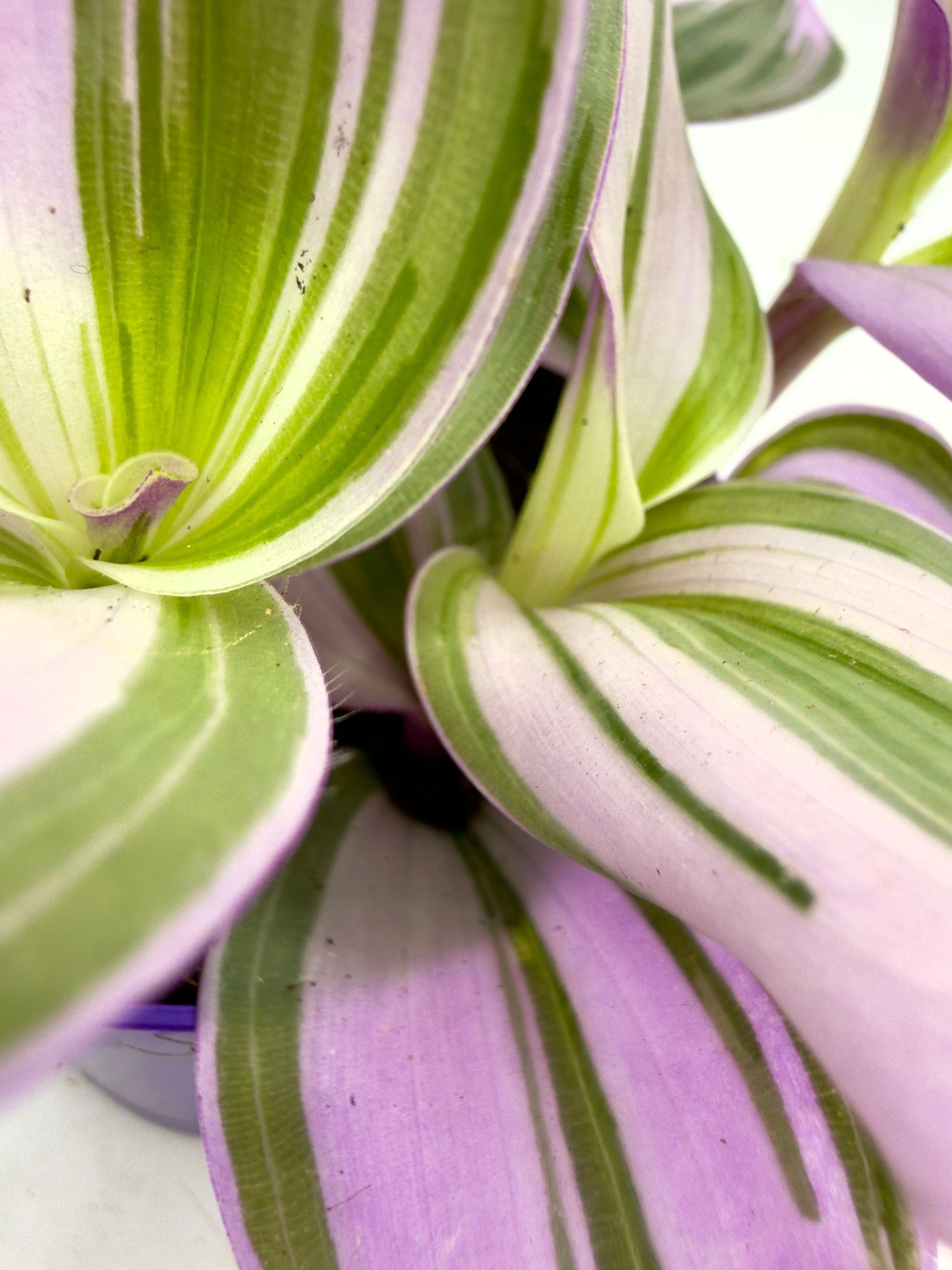 Tradescantia &