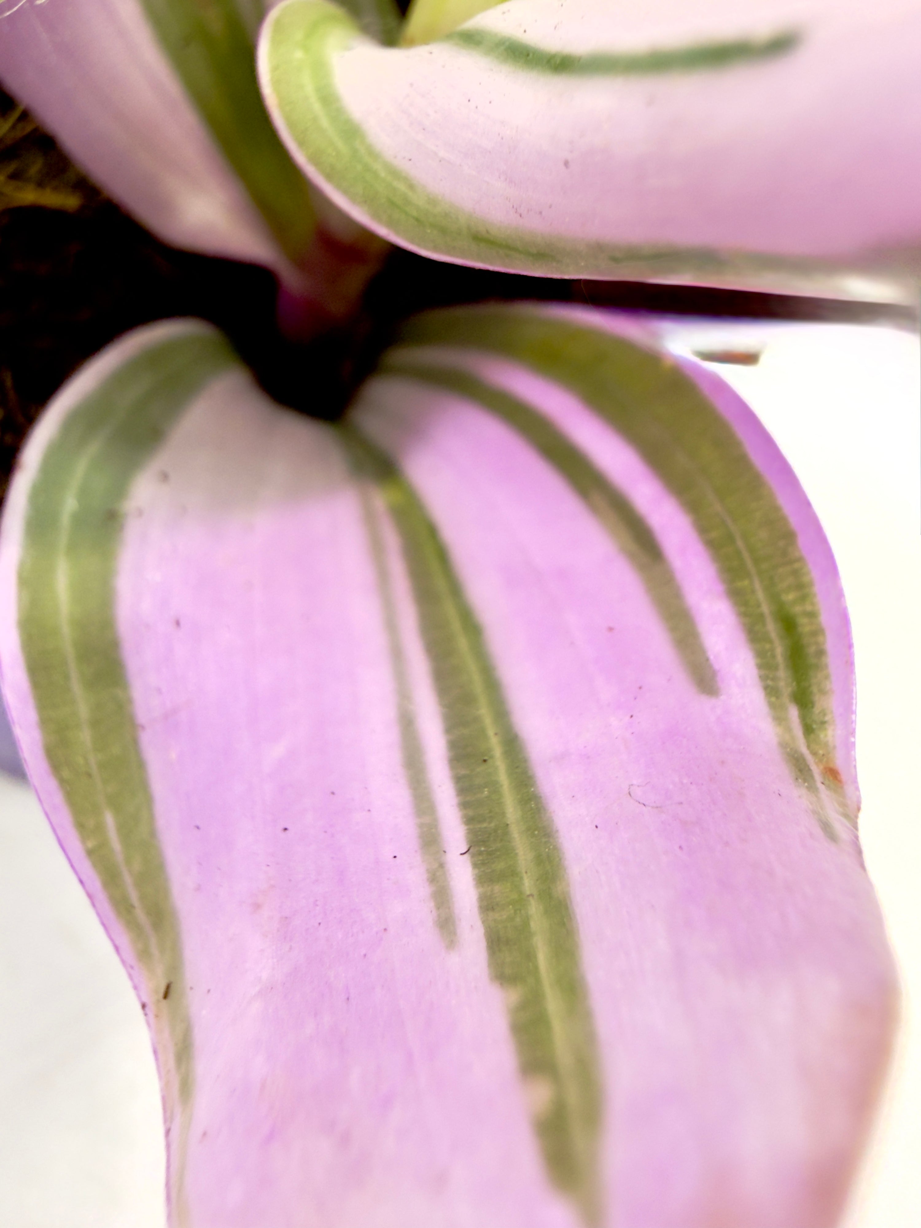 Tradescantia &