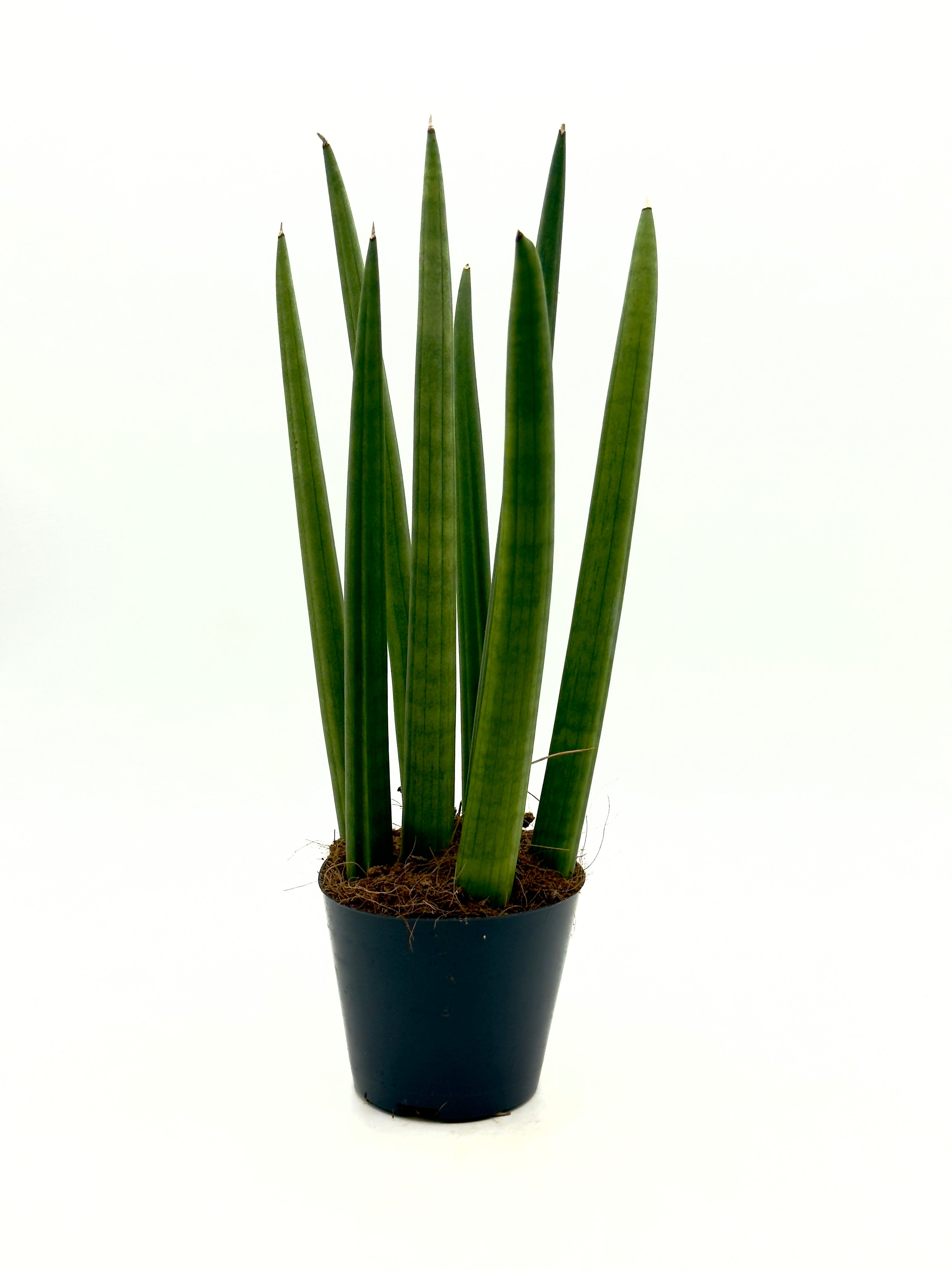 Sansevieria cylindrica &