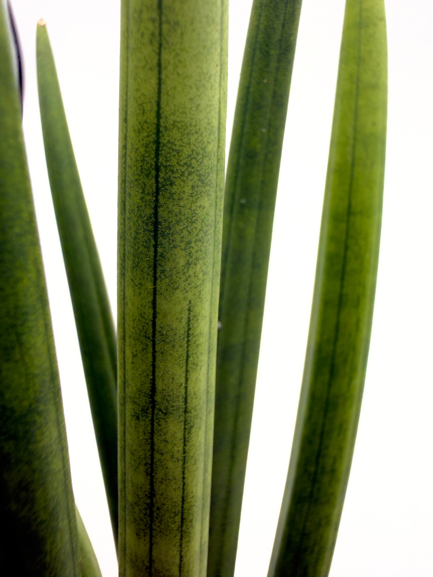 Sansevieria cylindrica &