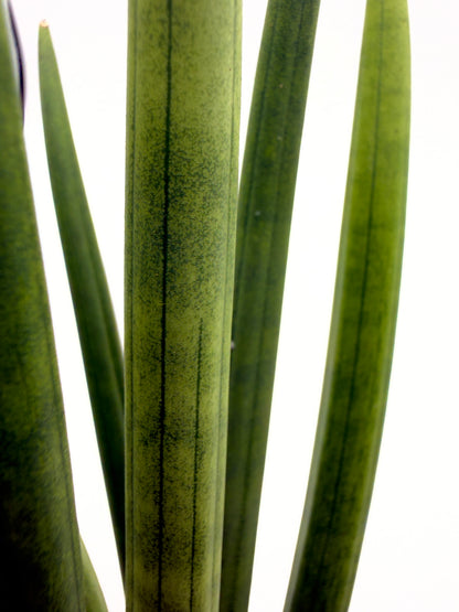 Sansevieria cylindrica &