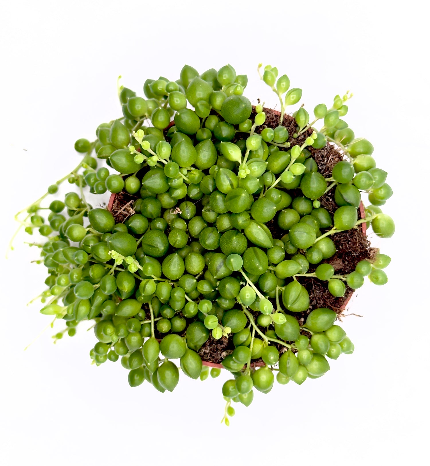 Senecio rowleyanus - La Cascata di Perle Verdi (Vaso 10,5 cm) 🌿🔮