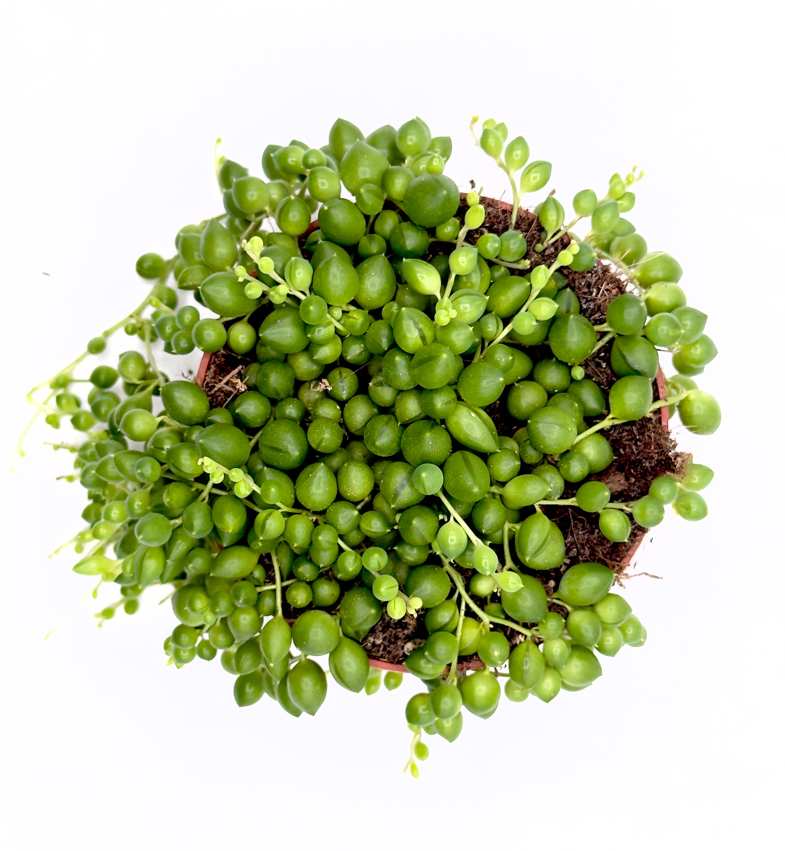 Senecio rowleyanus - La Cascata di Perle Verdi (Vaso 10,5 cm) 🌿🔮
