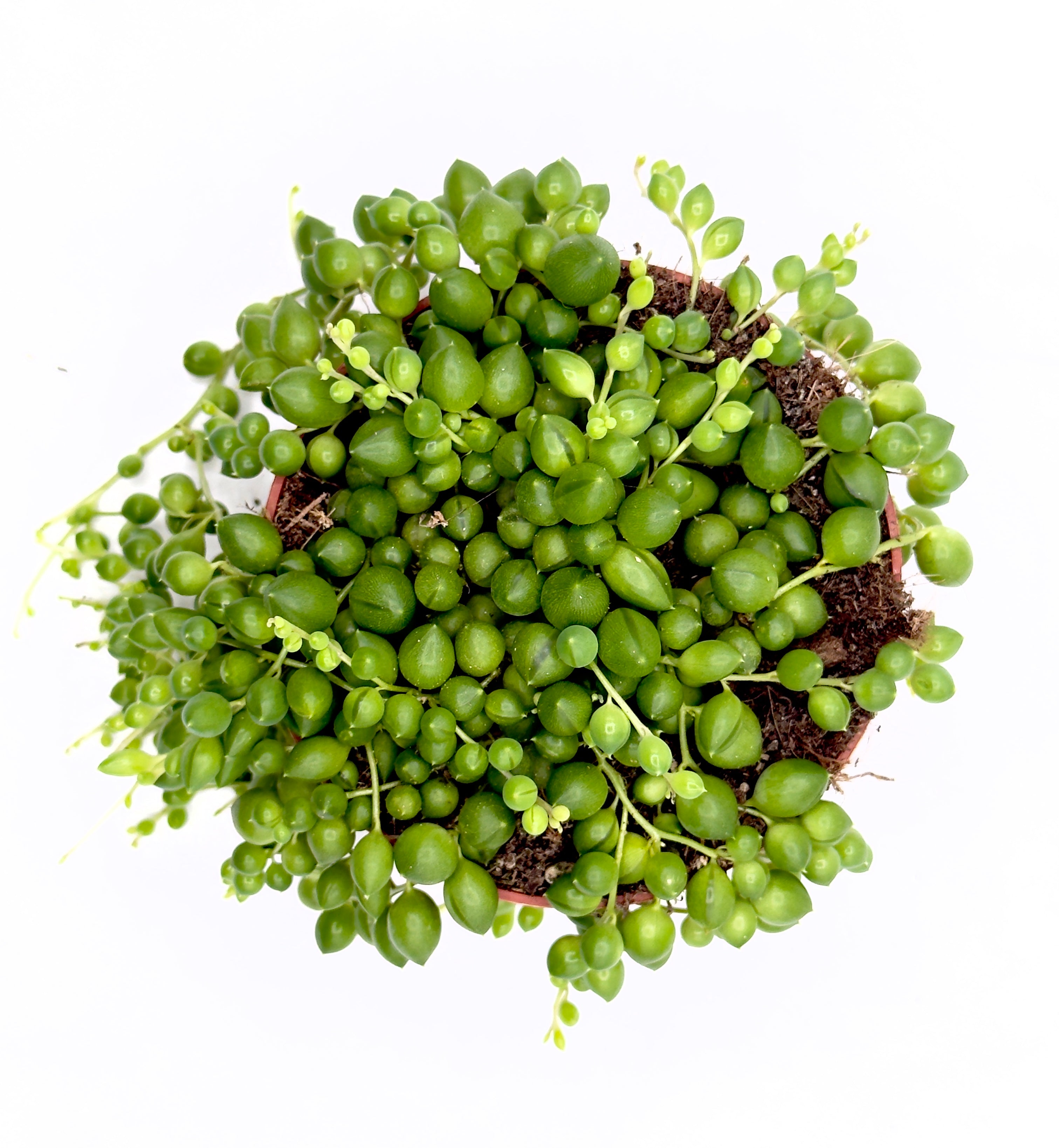 Senecio rowleyanus - La Cascata di Perle Verdi (Vaso 10,5 cm) 🌿🔮
