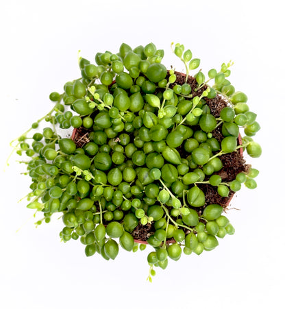 Senecio rowleyanus - La Cascata di Perle Verdi (Vaso 10,5 cm) 🌿🔮
