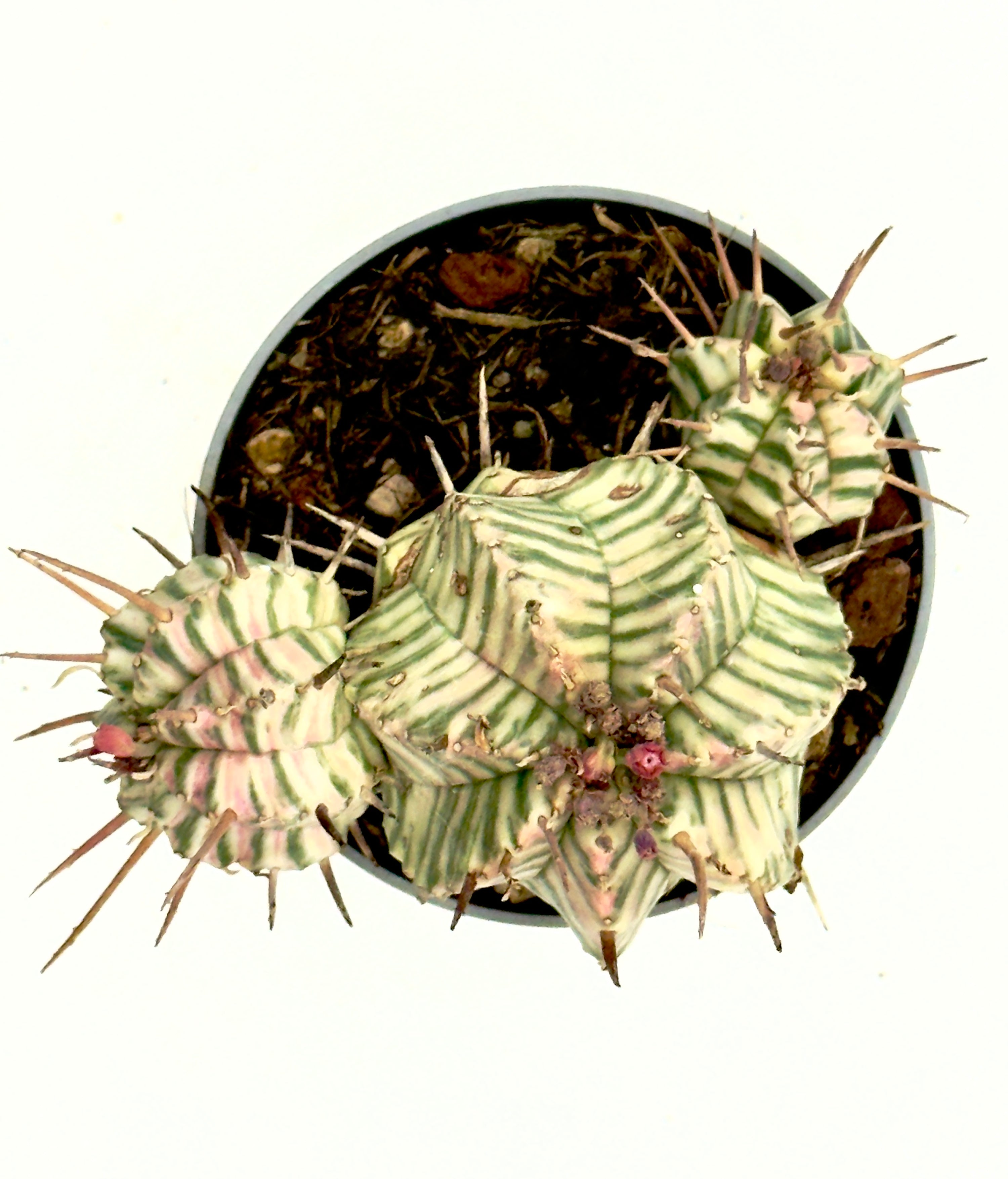 Euphorbia meloformis &