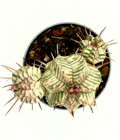 Euphorbia meloformis &
