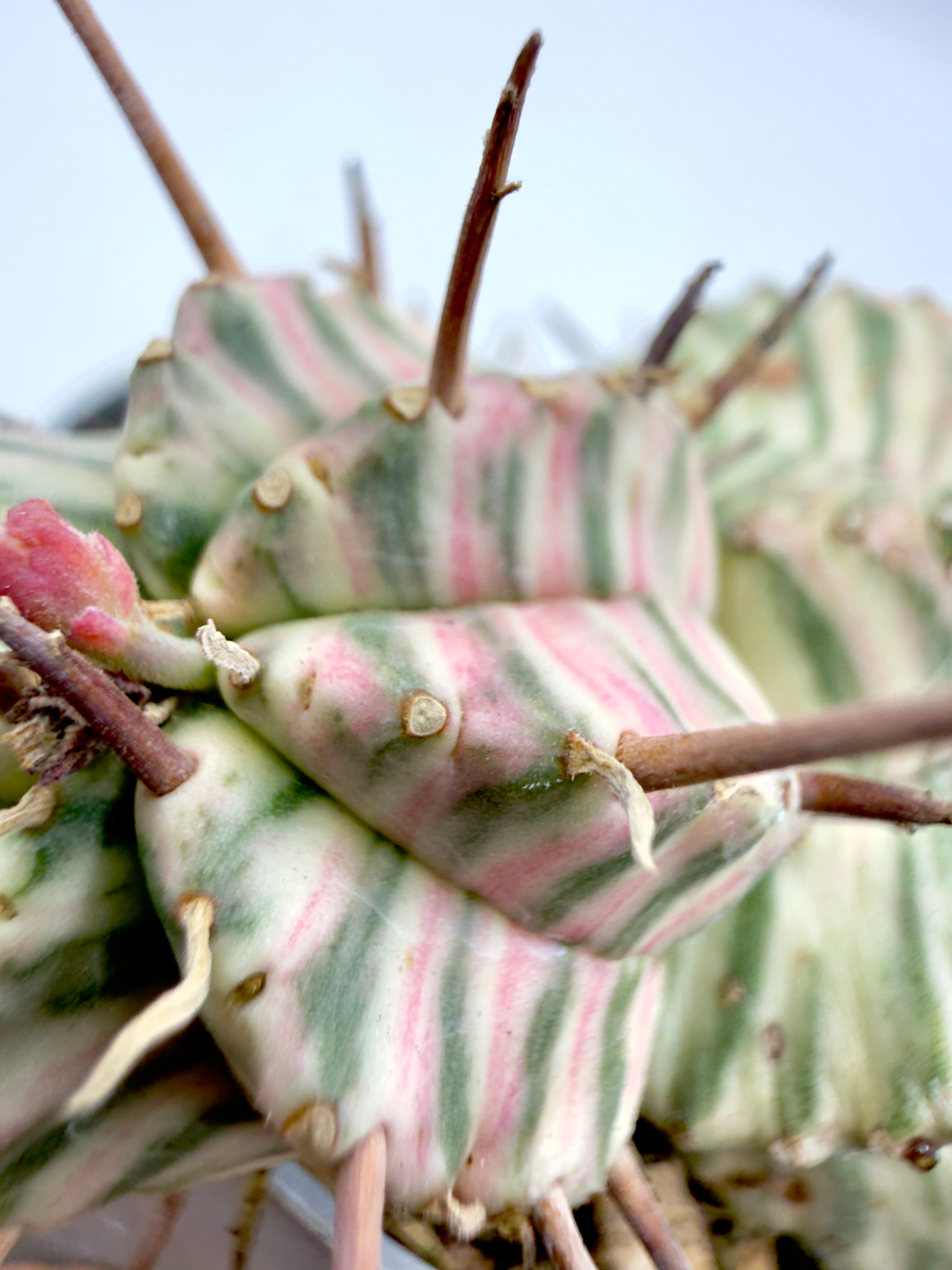 Euphorbia meloformis &
