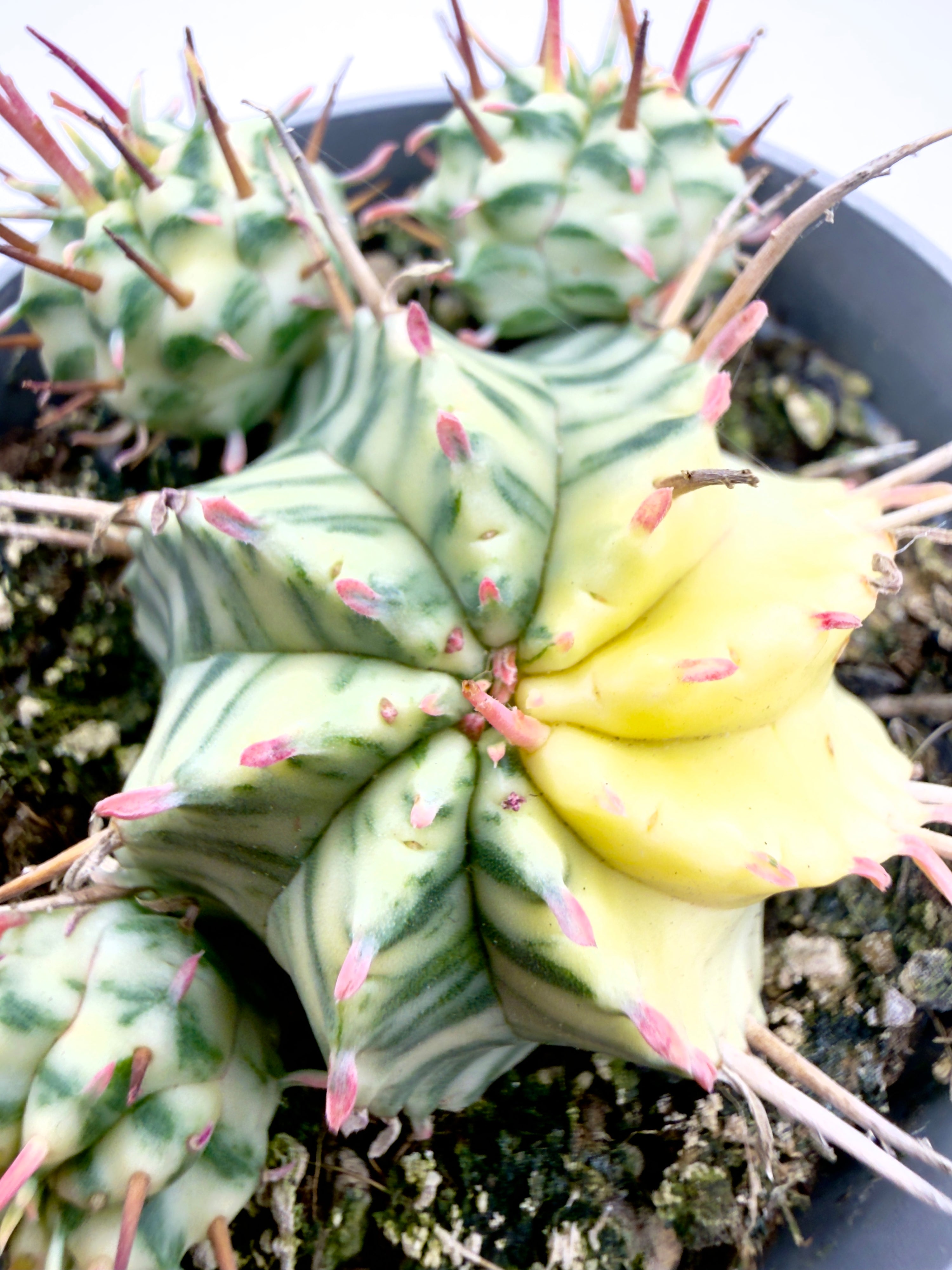 Euphorbia meloformis &