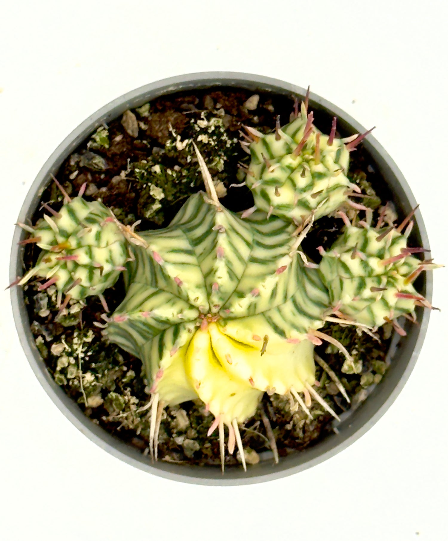 Euphorbia meloformis &