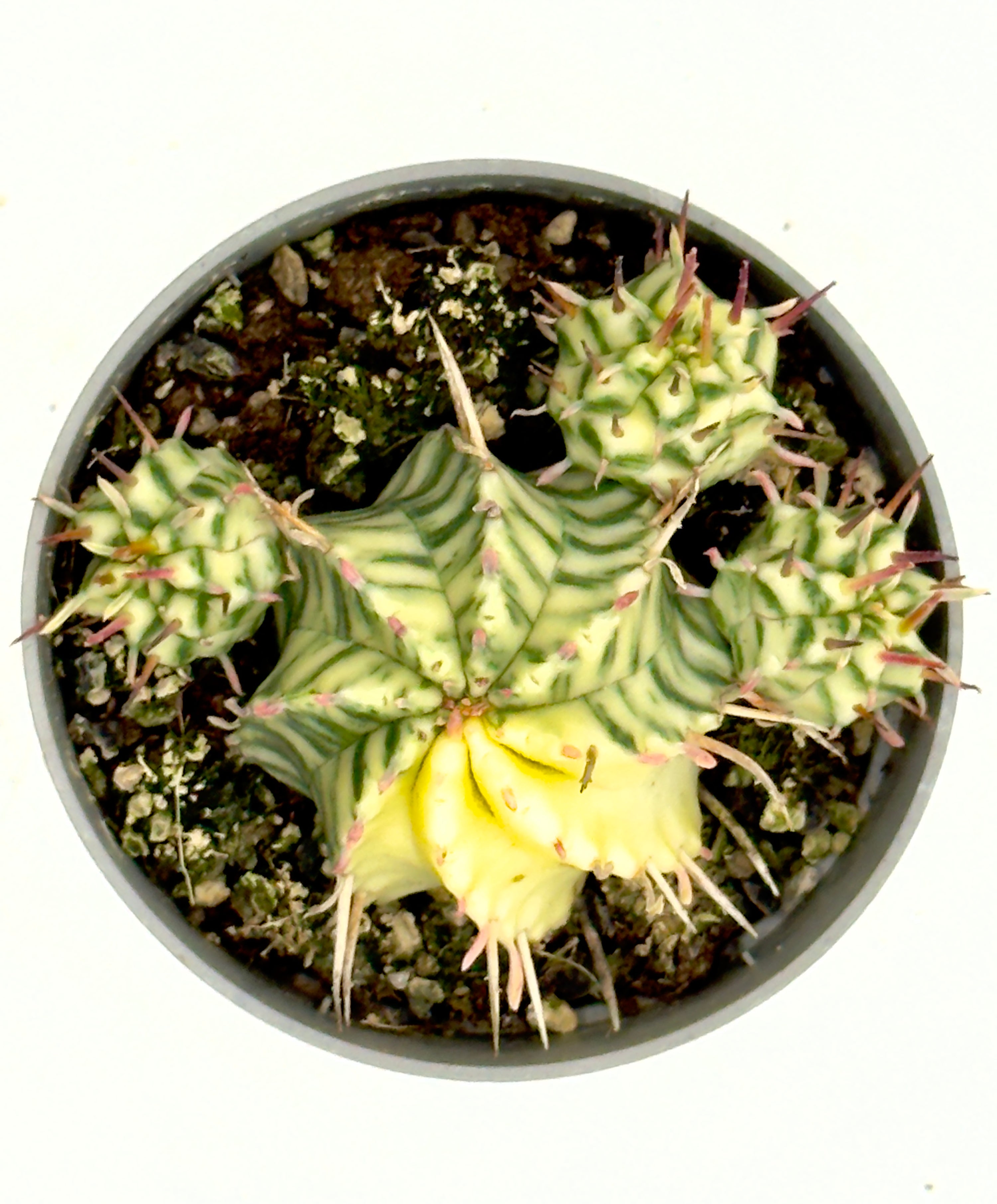 Euphorbia meloformis &