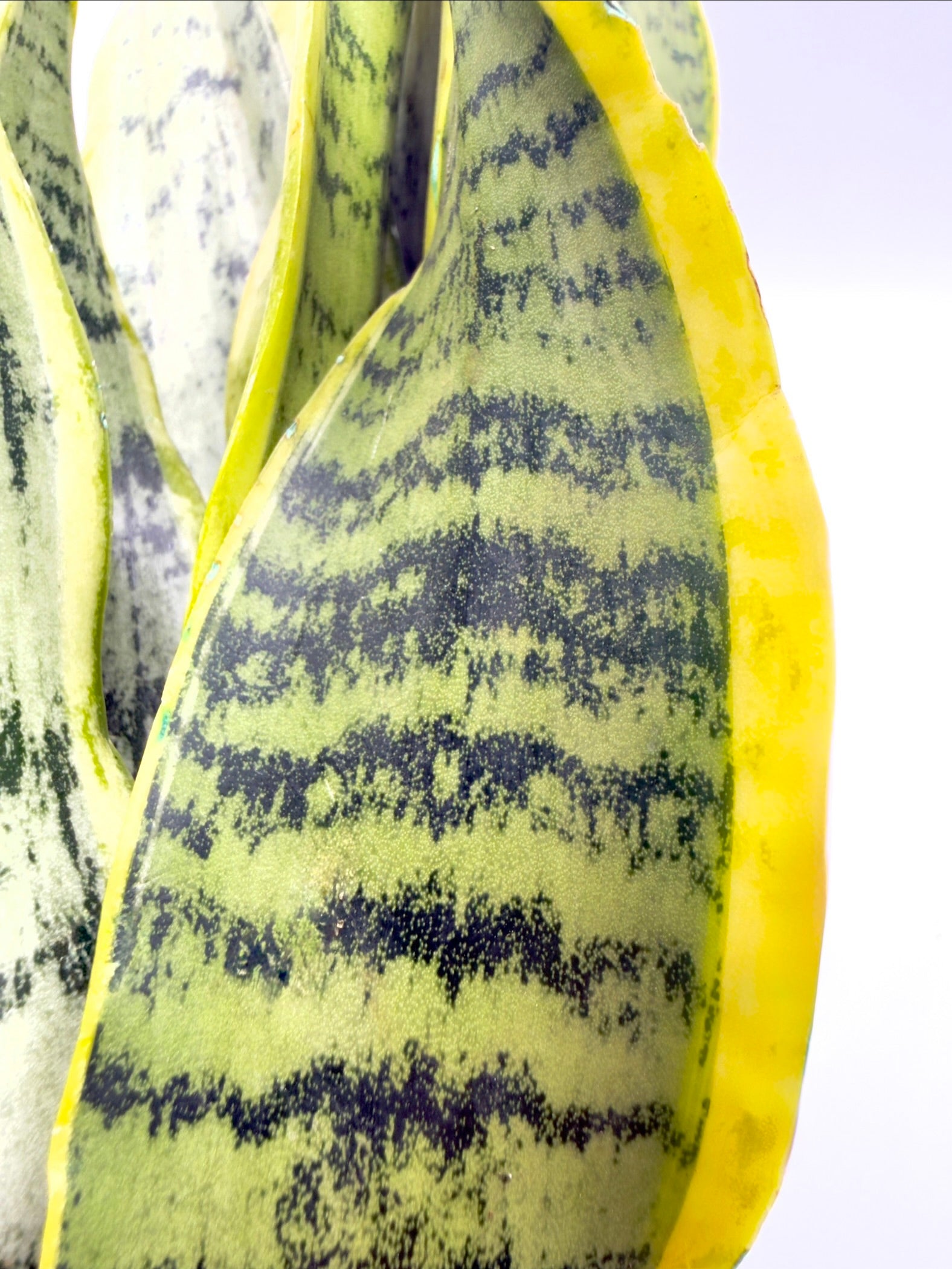 Sansevieria trifasciata &