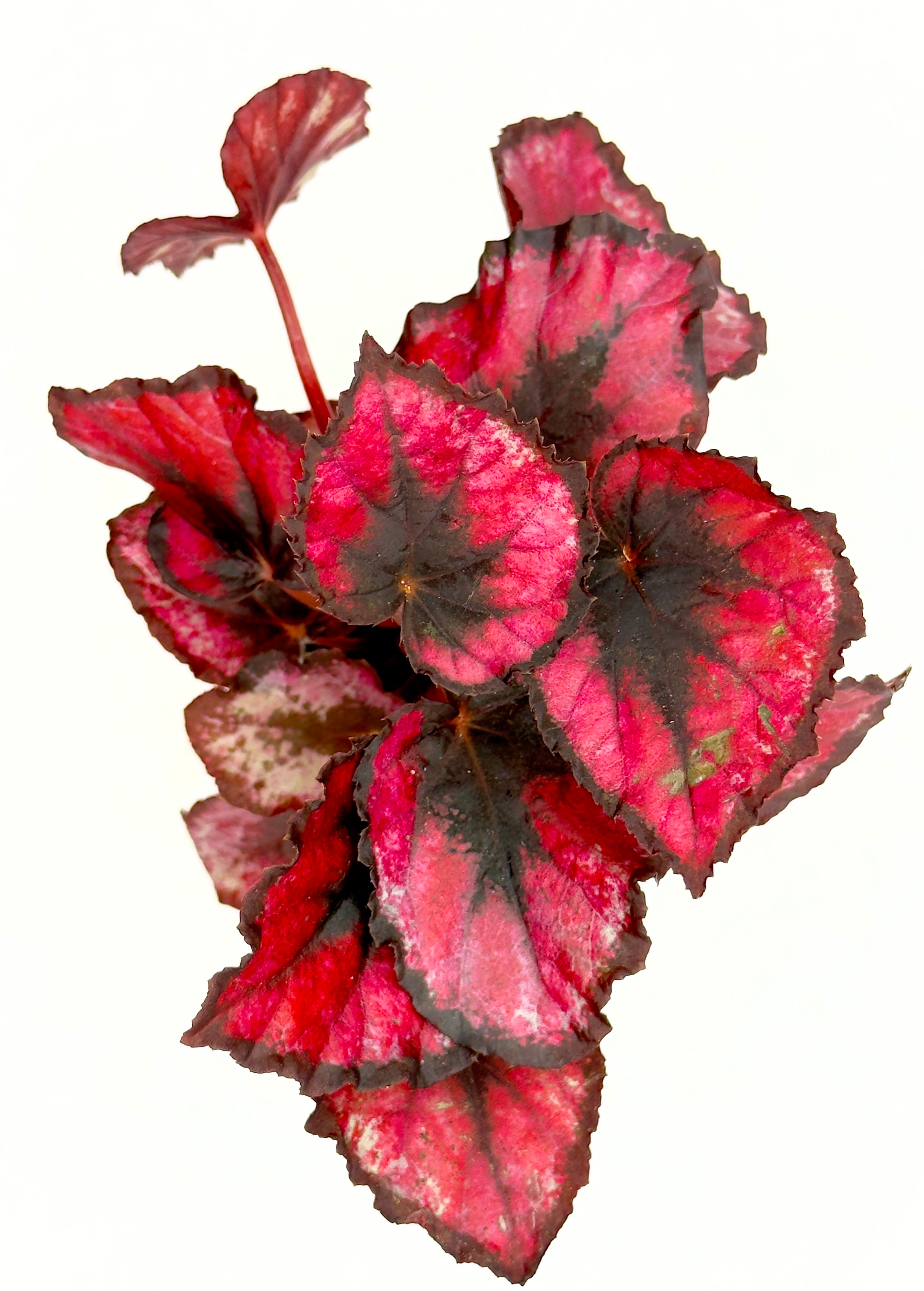 Begonia rex &