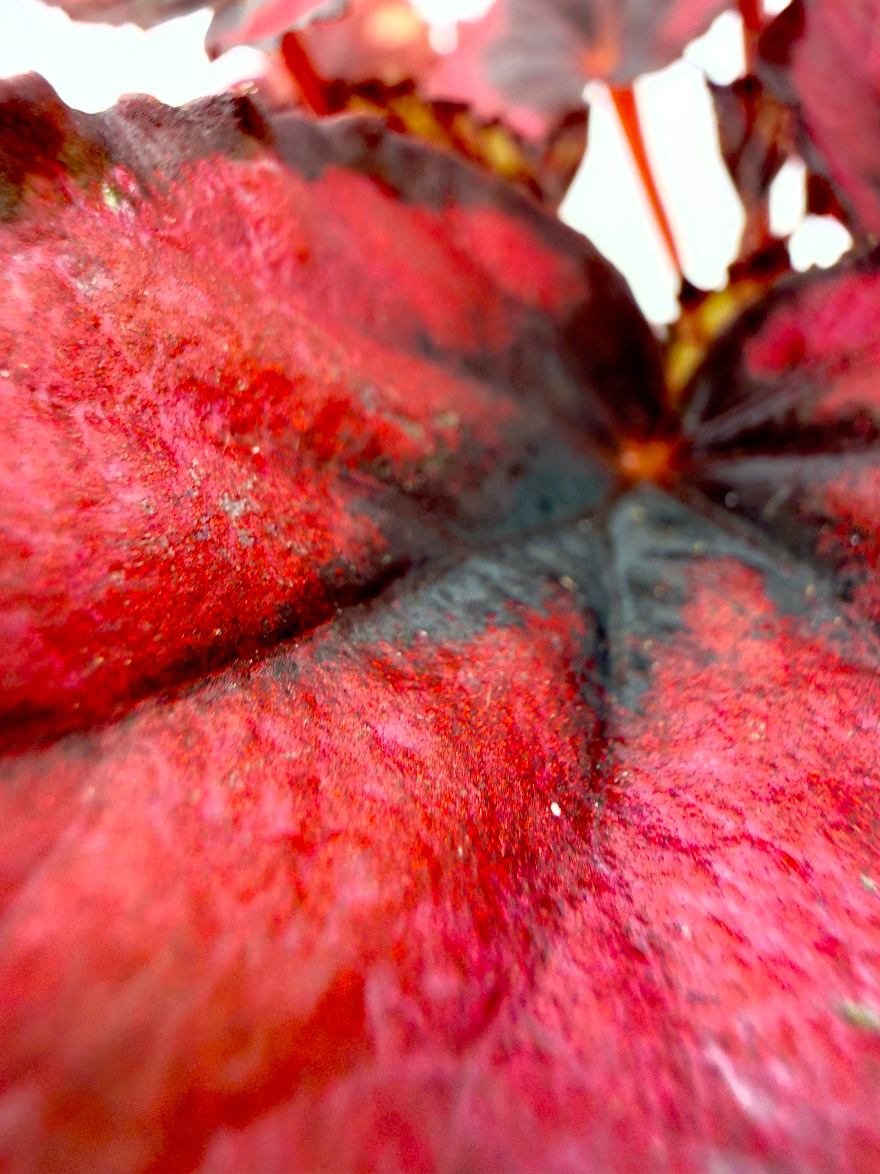 Begonia rex &