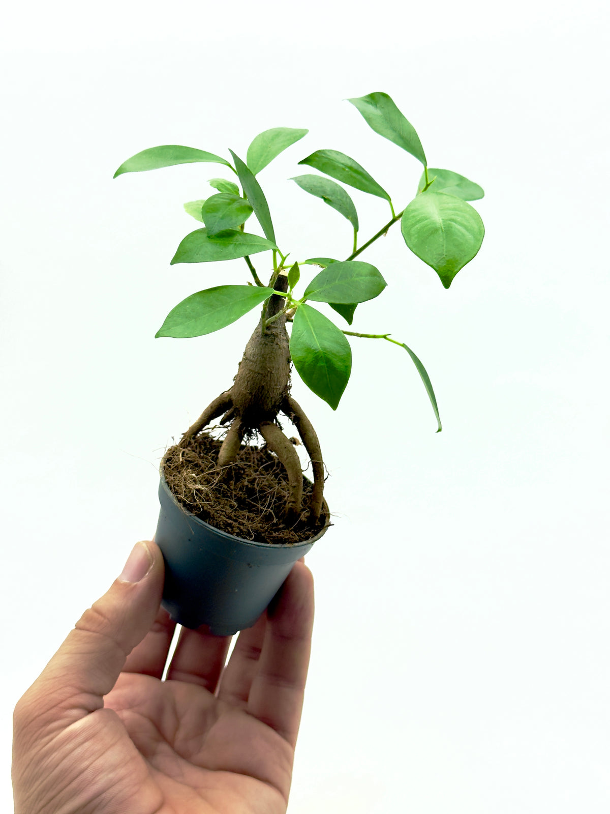 Ficus Ginseng - Il Bonsai Purificatore da Interno
