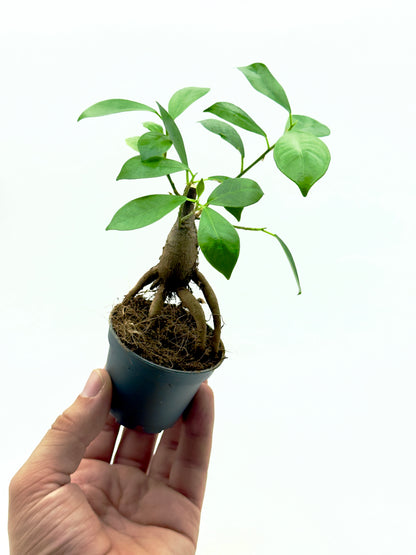 Ficus Ginseng - Il Bonsai Purificatore da Interno