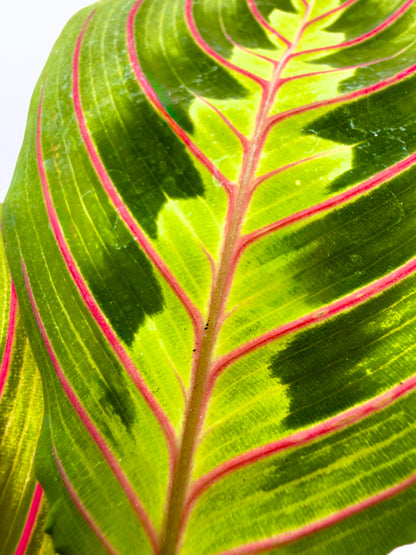 Maranta leuconeura &