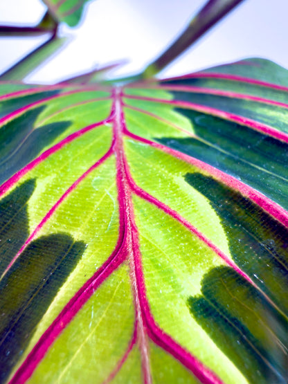 Maranta leuconeura &