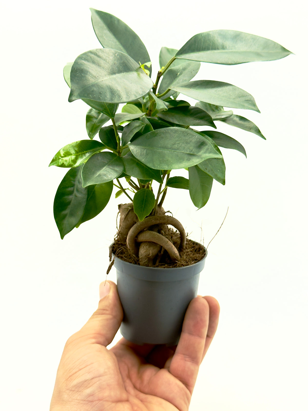 Ficus Ginseng - Il Bonsai Purificatore da Interno