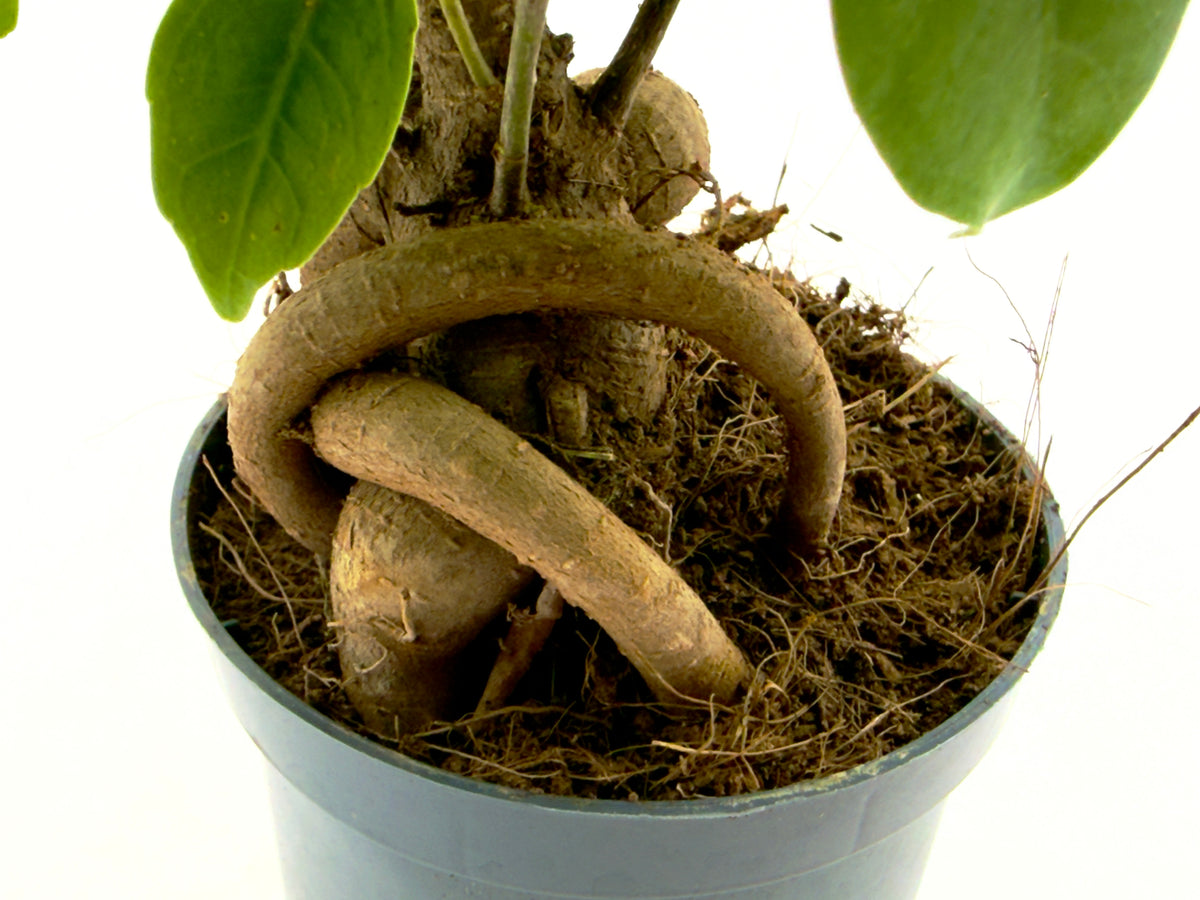Ficus Ginseng - Il Bonsai Purificatore da Interno