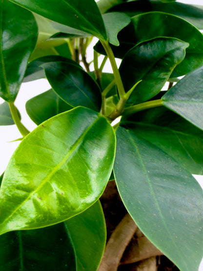 Ficus Ginseng - Il Bonsai Purificatore da Interno