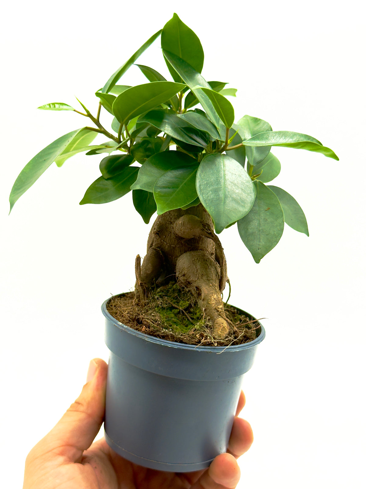 Ficus Ginseng - Il Bonsai Purificatore da Interno