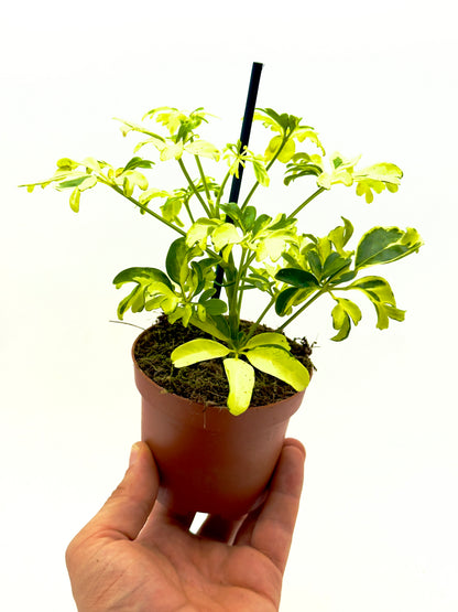 Schefflera arboricola &
