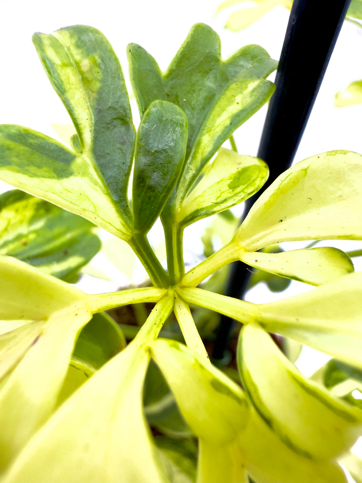 Schefflera arboricola &