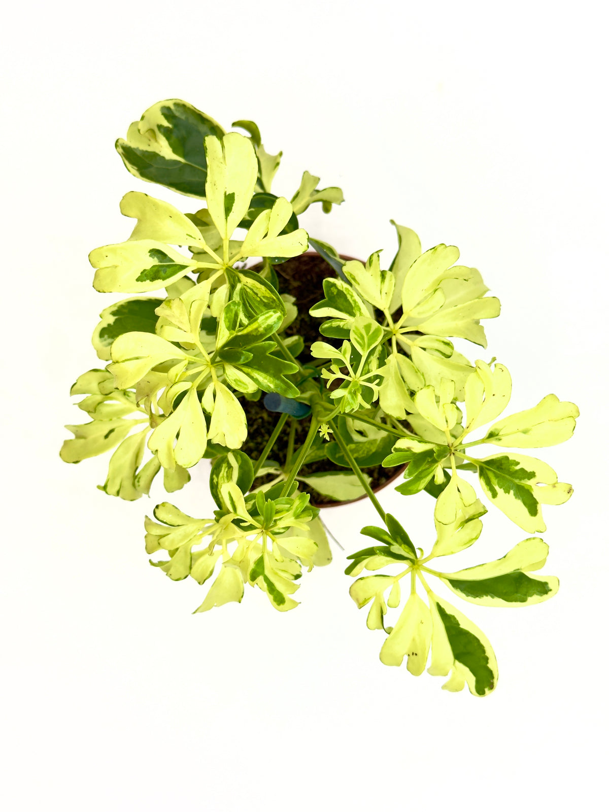 Schefflera arboricola &