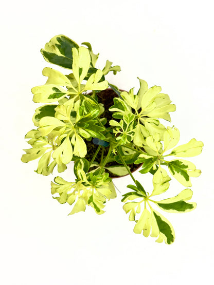Schefflera arboricola &
