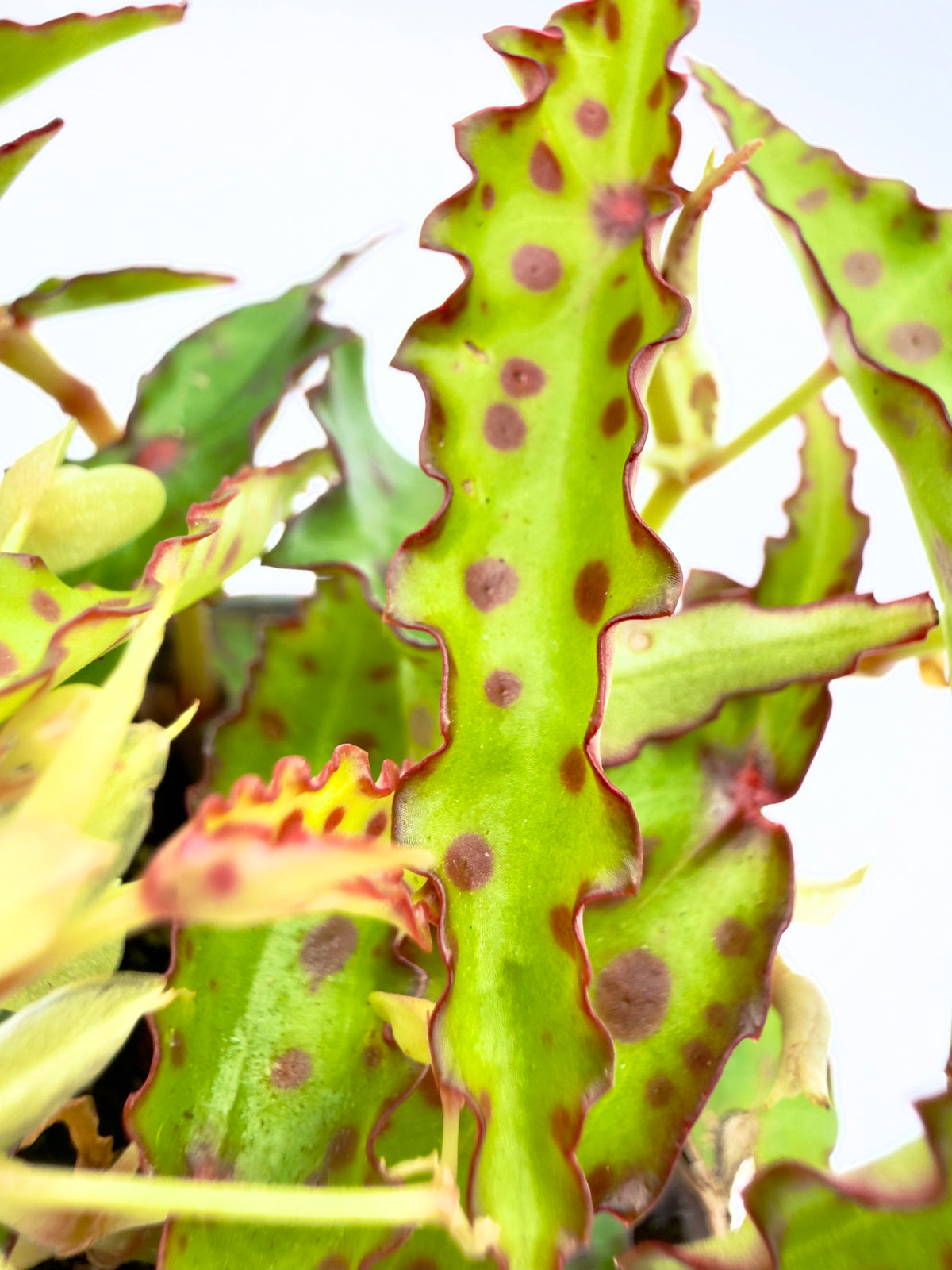 Begonia amphioxus (Baby Plant - Vaso 6 cm)