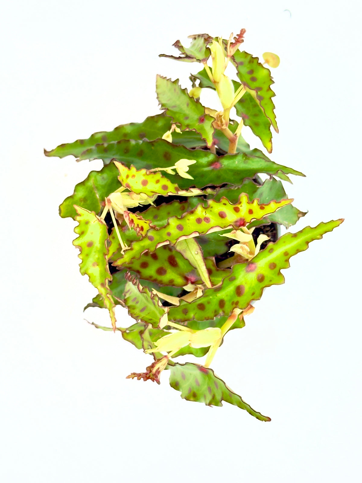 Begonia amphioxus (Baby Plant - Vaso 6 cm)