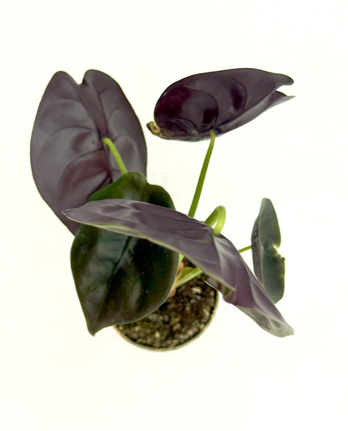 Alocasia cuprea (Baby Plant - Vaso 6 cm)