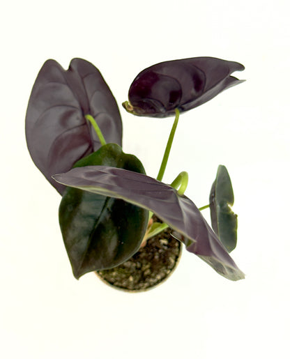 Alocasia cuprea (Baby Plant - Vaso 6 cm)