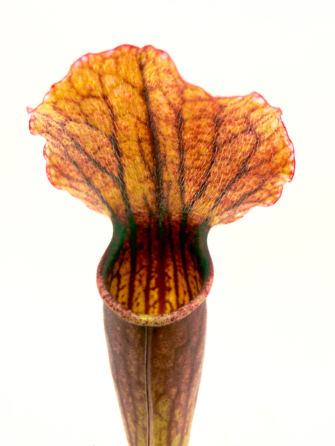 Pianta Carnivora Sarracenia Thomas (Vaso 8.5 cm)