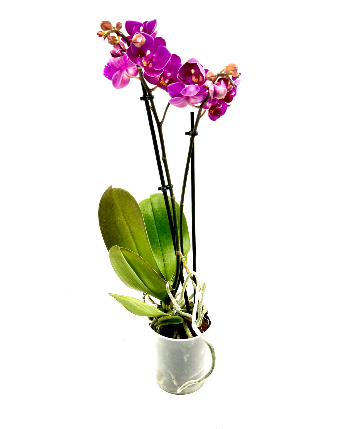 Phalaenopsis Multiflora &
