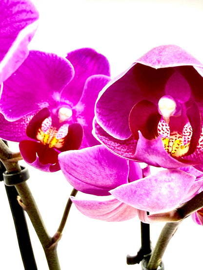 Phalaenopsis Multiflora &