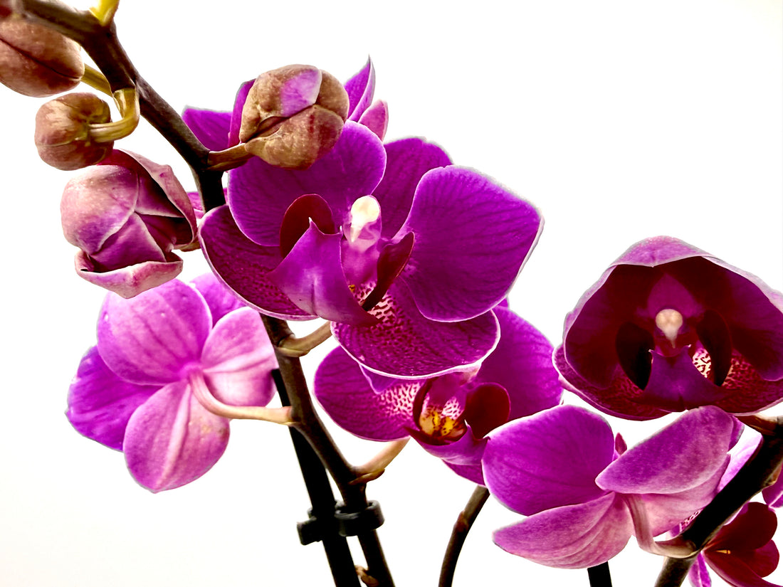 Phalaenopsis Multiflora &
