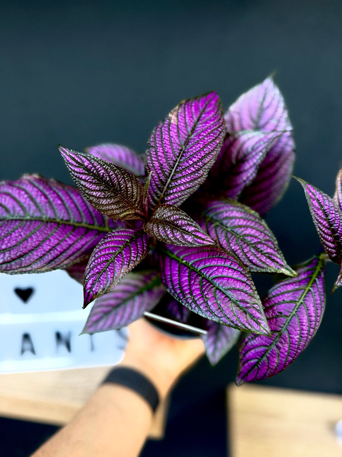 Strobilanthes dyeriana &
